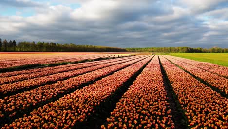 stunning dutch tulip fields