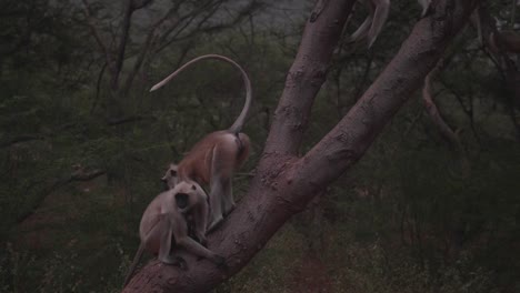 group of monkeys with keen sense of community move together