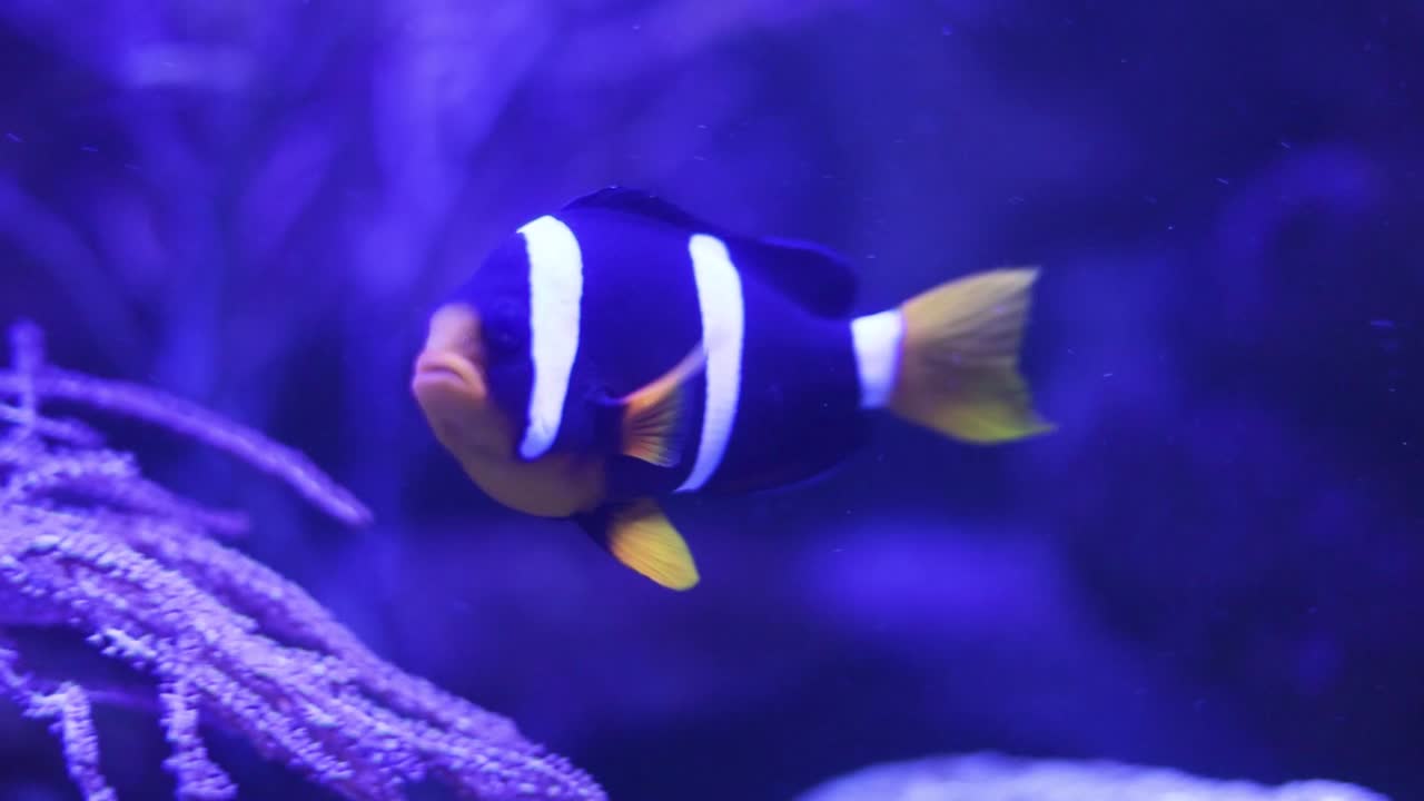 Pesce pagliaccio in un acquario vivace