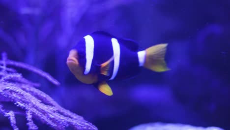 clownfish in a vibrant aquarium