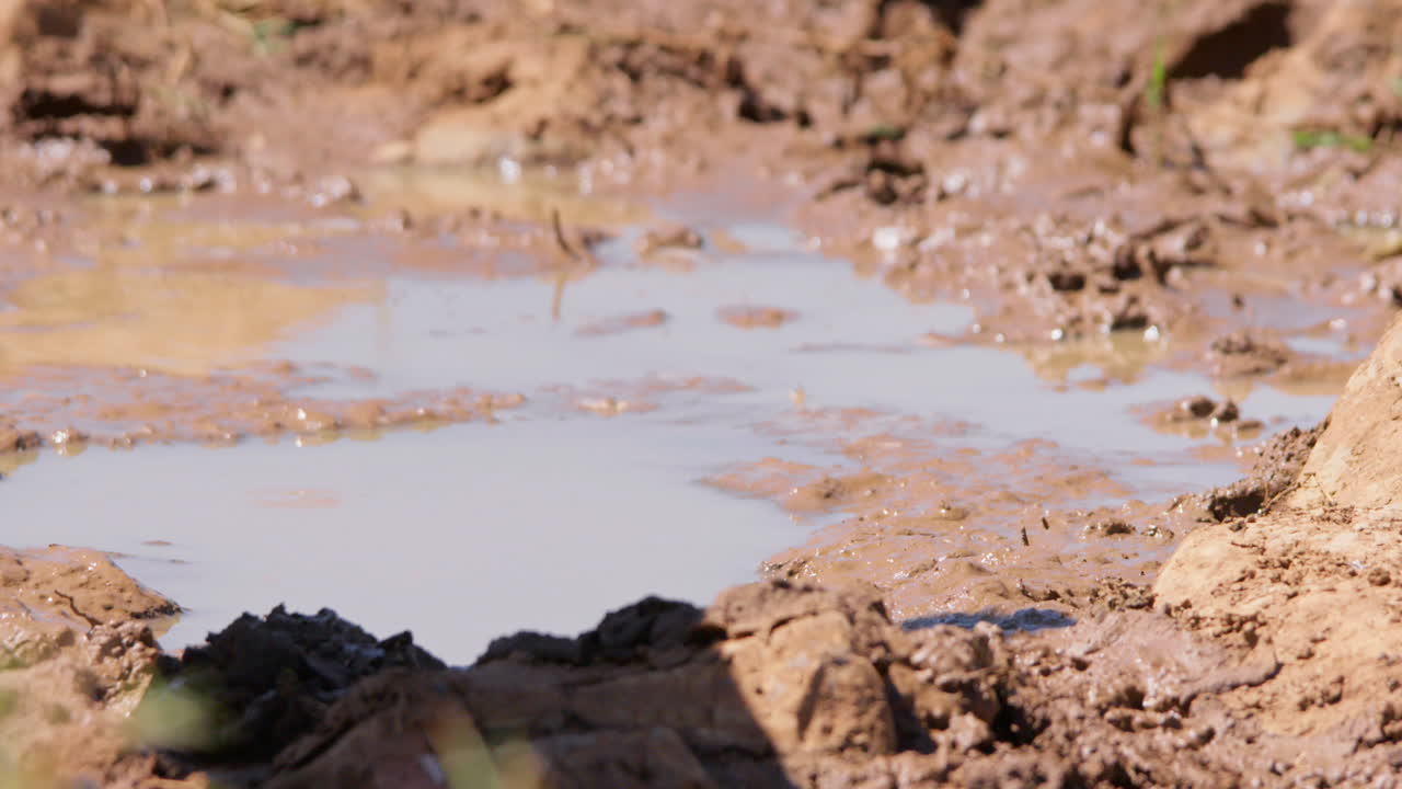 Close up of a cheetah's head drinking water at noon in Kenya