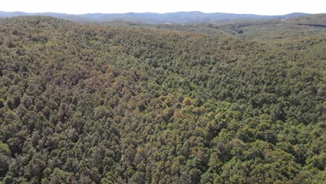 bosque de drones aéreos 1