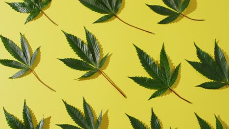 video of marijuana leaves on yellow background