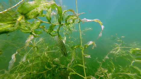 i large pike fish lurking in the seaweed - underwater diving view