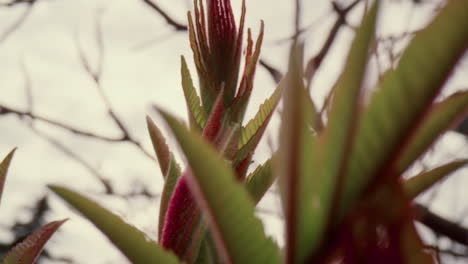 colourful plant blooming in forest against white cloudy sky in closeup.