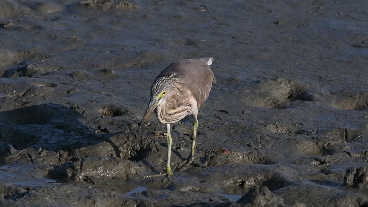 una de las garzas de estanque encontradas en tailandia que muestran diferentes plumajes según la temporada