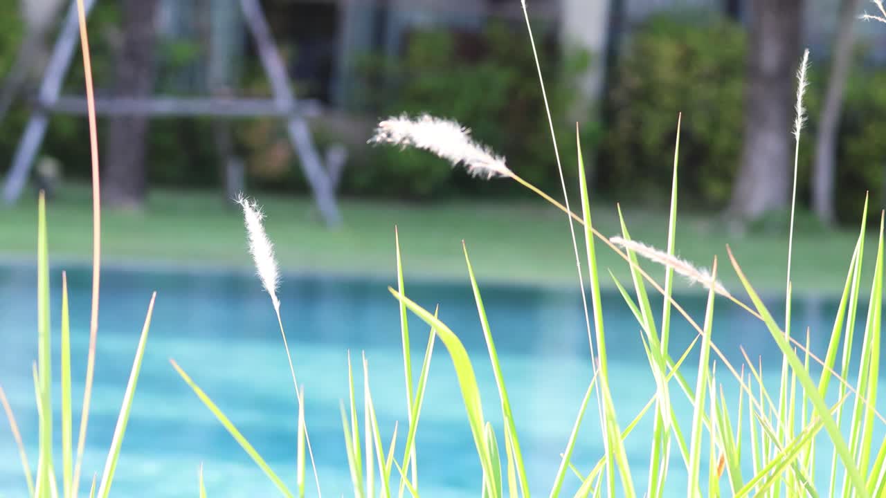 부드러운 바람이 조용한 호수 에서 풀을 흔들고