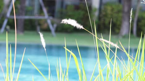 gentle breeze swaying grass by a serene lake