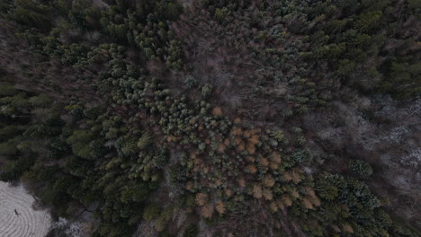 flying over the trees and overlooking the forest during a light beginning snowfall