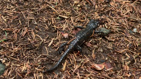 Salamandra-Alpina-Camina-Lentamente-Sobre-Suelo-De-Coníferas,-Ubicada-En-El-Valle-Sellrain-En-Austria