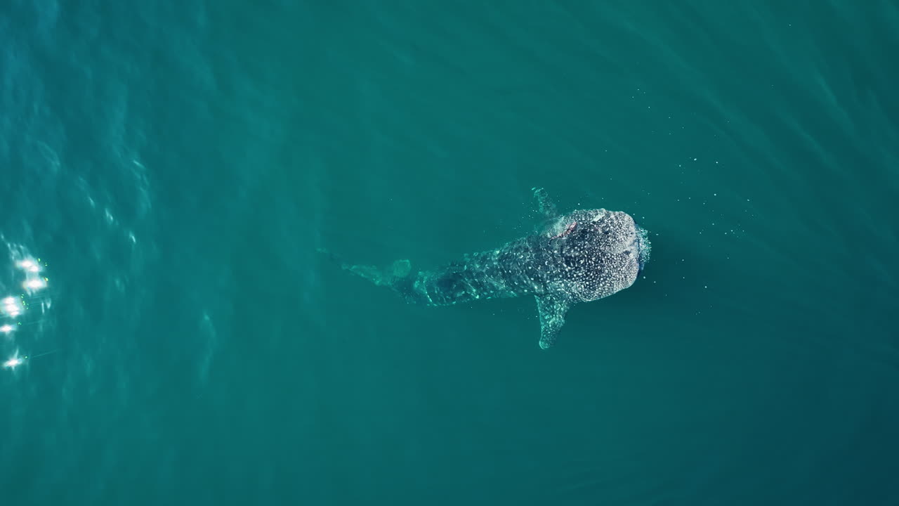 Aerial view rotating above of a whale shark catching small fish in clear water