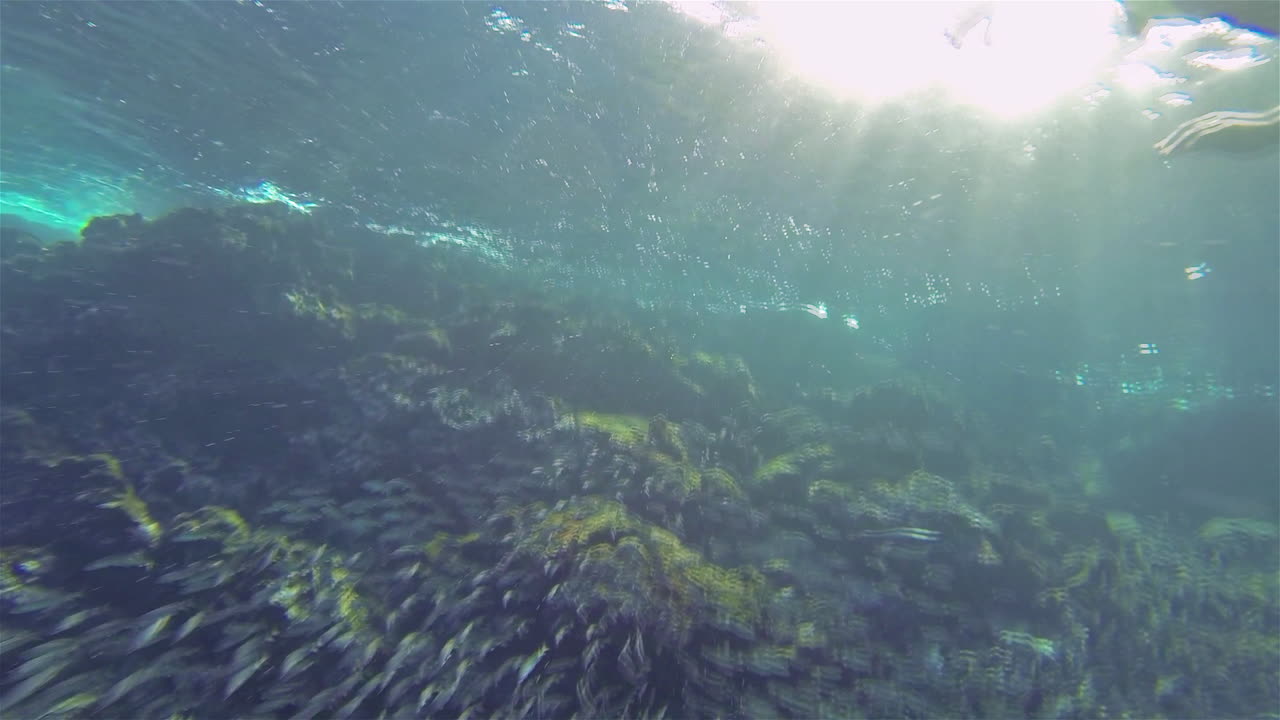 imágenes submarinas de un pingüino endémico de galápagos persiguiendo peces en bartolomé en la isla de santiago en el parque nacional galápagos ecuador