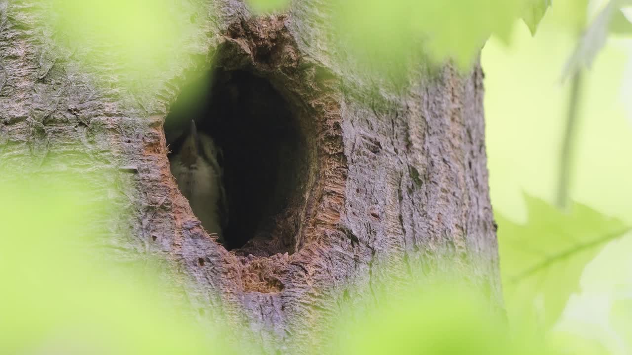 gran pájaro carpintero juvenil hambriento mirando desde el nido de la cavidad y esperando ser alimentado