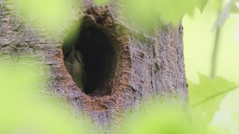 Hungry-juvenile-Great-Spotted-Woodpecker-looking-out-from-cavity-nest-and-waiting-to-be-fed