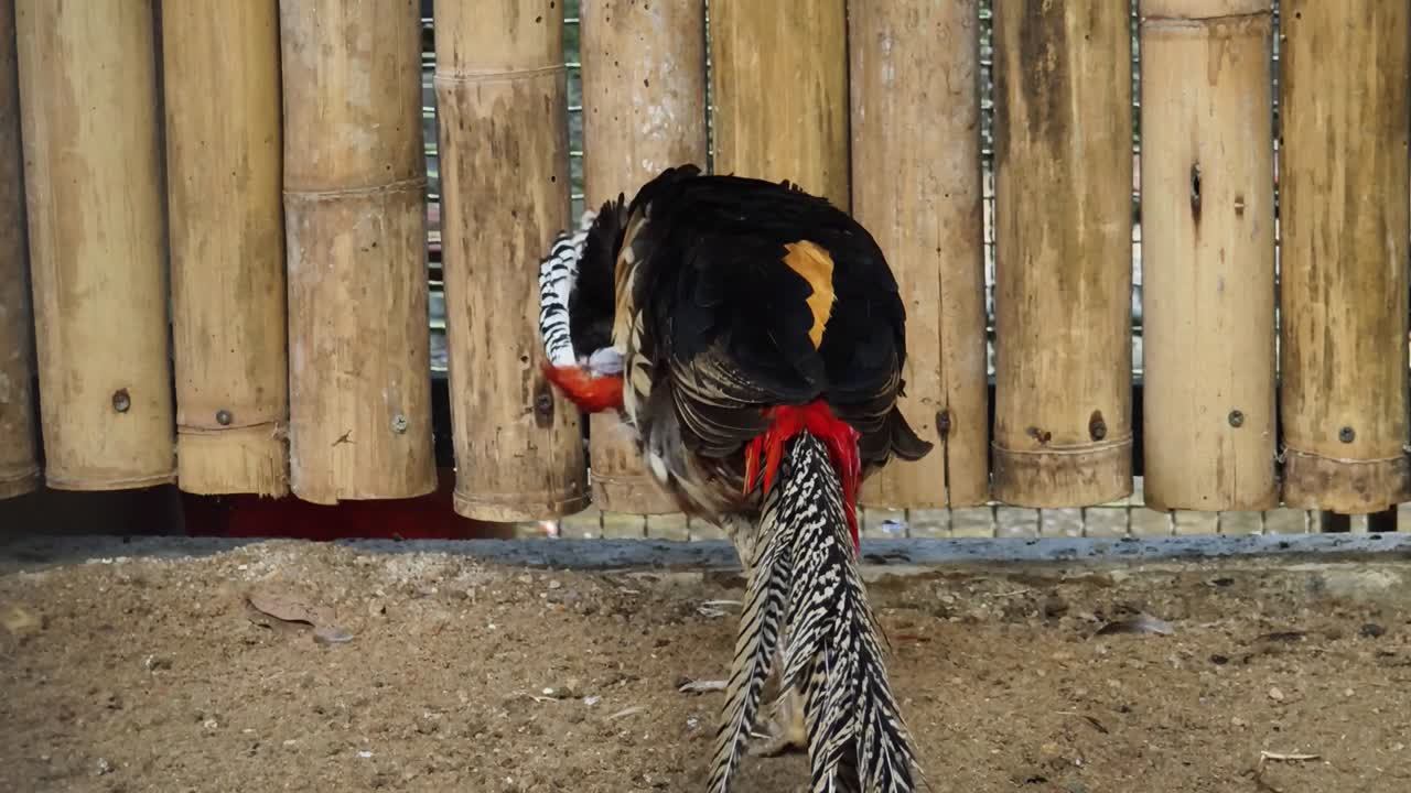 faisán colorido en un recinto del zoológico