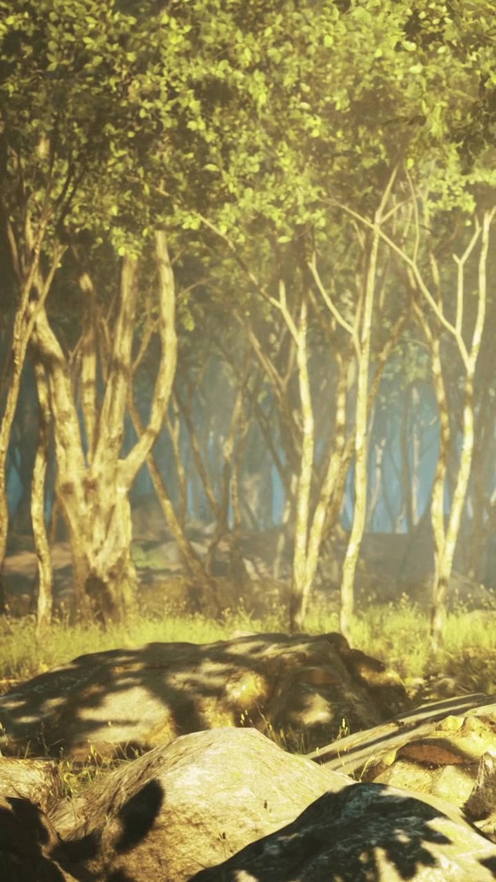 Paesaggio naturale con alberi e rocce in una foresta durante le ore diurne.