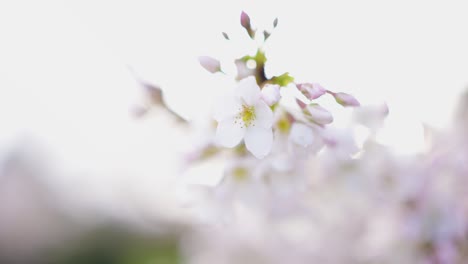 delicate cherry blossoms