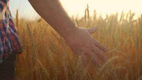 slow motion: farmers hand touches the ear of wheat at sunset. the agriculturist inspects a field of ripe wheat. farmer on a wheat field at sunset. agriculture concept. agricultural business.