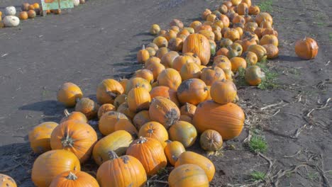 tilt shot of many orange pumpkins stacked up on a muddy field in the sunshine