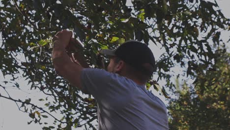 Male-farmer-picking-pecan-nuts-out-of-tree-in-the-shadows