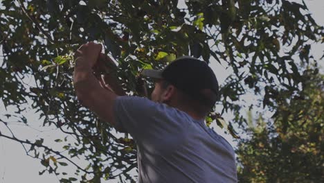 agricultor recogiendo nueces de pacana del árbol en las sombras