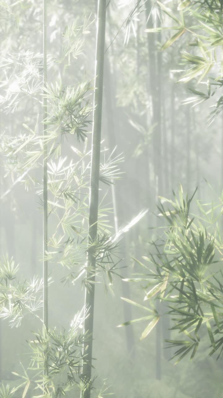 bosque de bambú con niebla