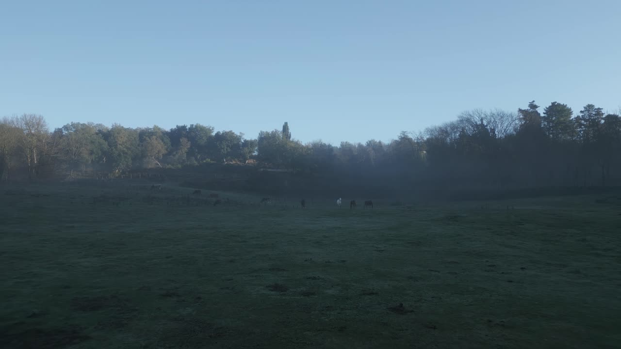 Early morning mist lingers over a lush green meadow in catalonia, spain, as a group of horses enjoys a peaceful graze, the rising sun casting a gentle glow on the scene