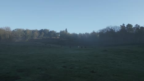 early morning mist lingers over a lush green meadow in catalonia, spain, as a group of horses enjoys a peaceful graze, the rising sun casting a gentle glow on the scene