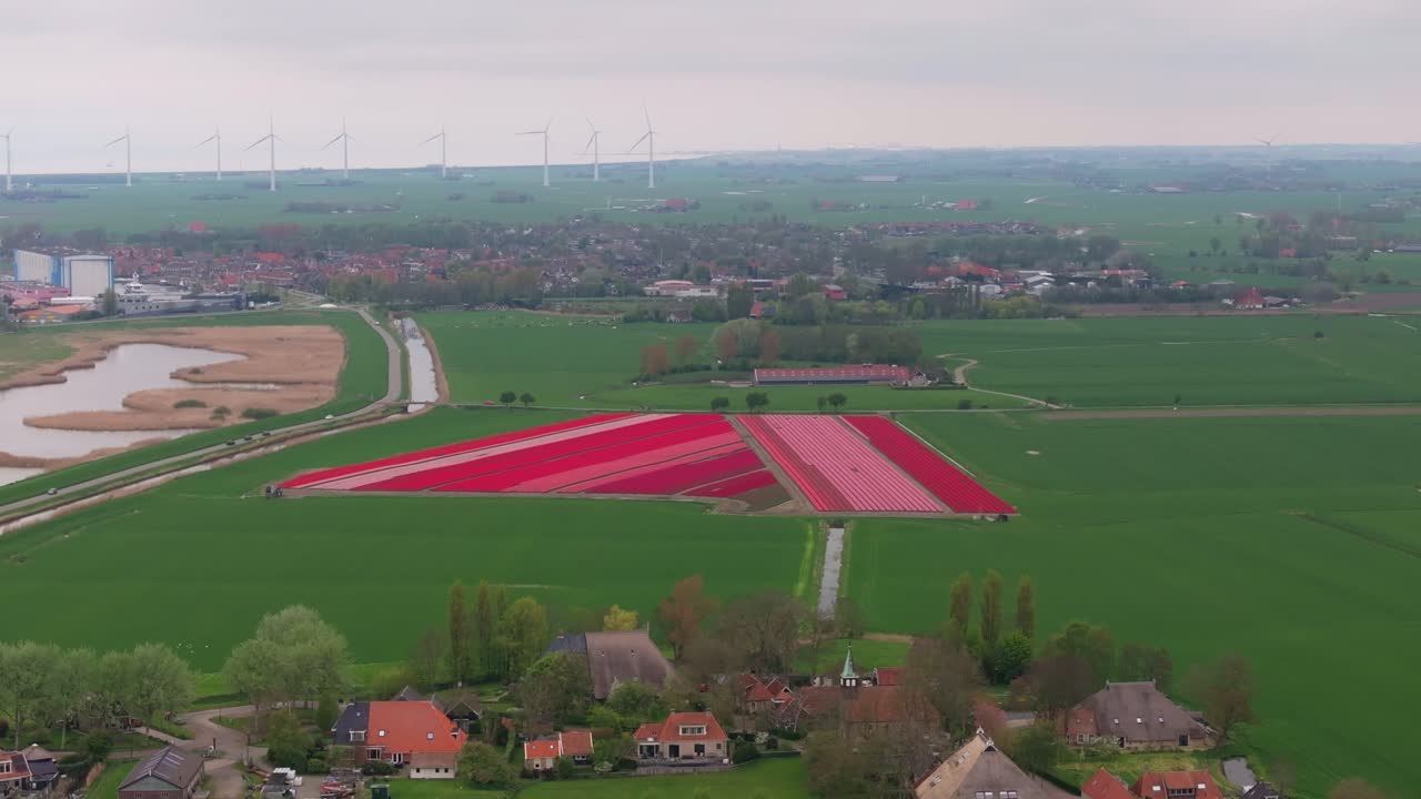 Vista aerea di campi di tulipani che circondano il villaggio di Piaam sotto cieli nuvolosi