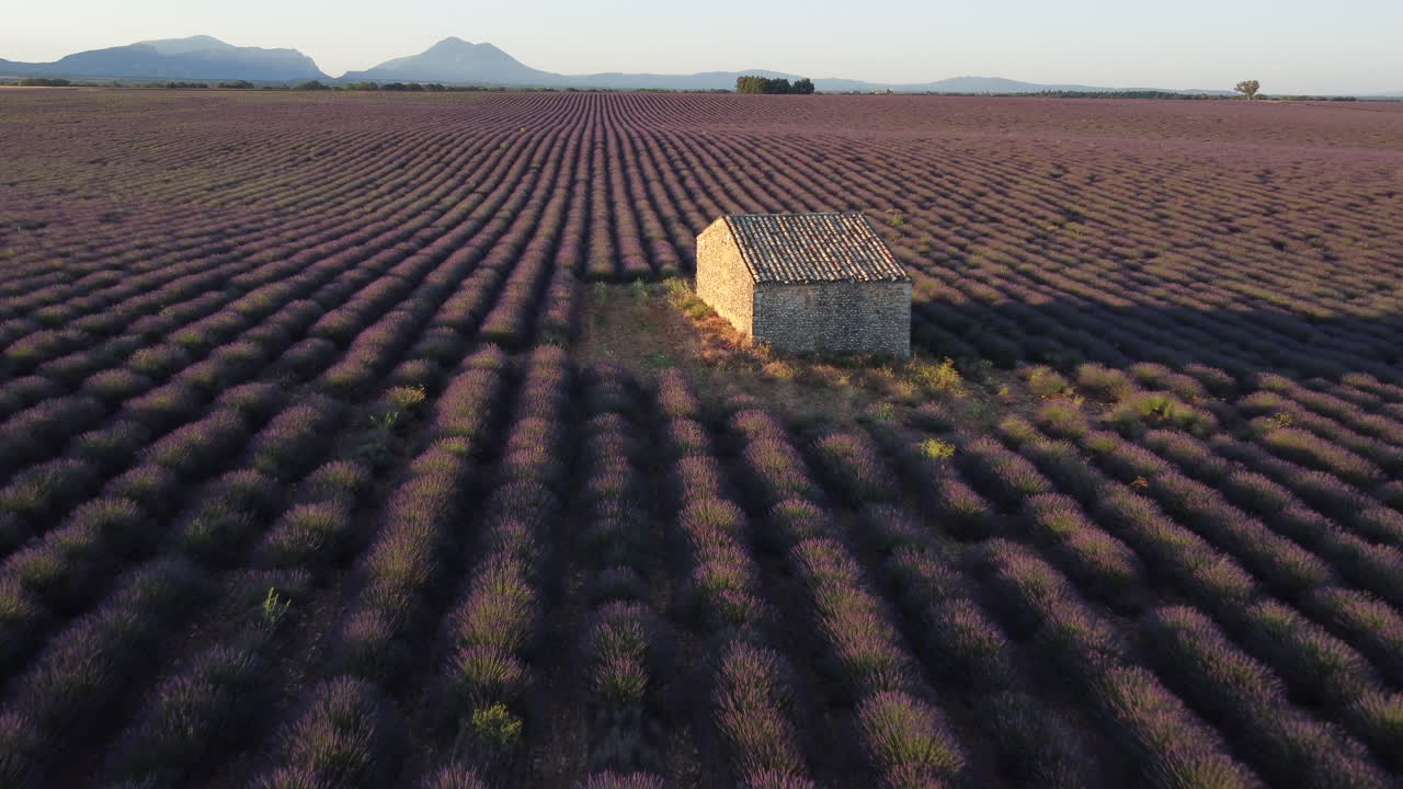meseta de valensole campo de lavanda y casa al atardecer en haute alpes provence france vista aérea