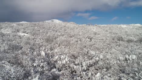 bosque de montaña nevado