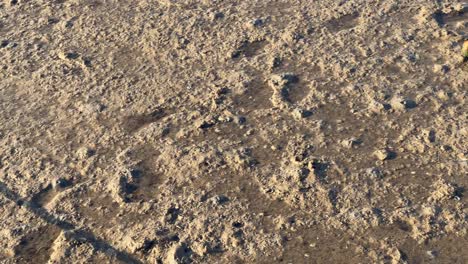 View-on-muddy-ground-surface,-water-dried-up-and-left-mud-and-vegetation