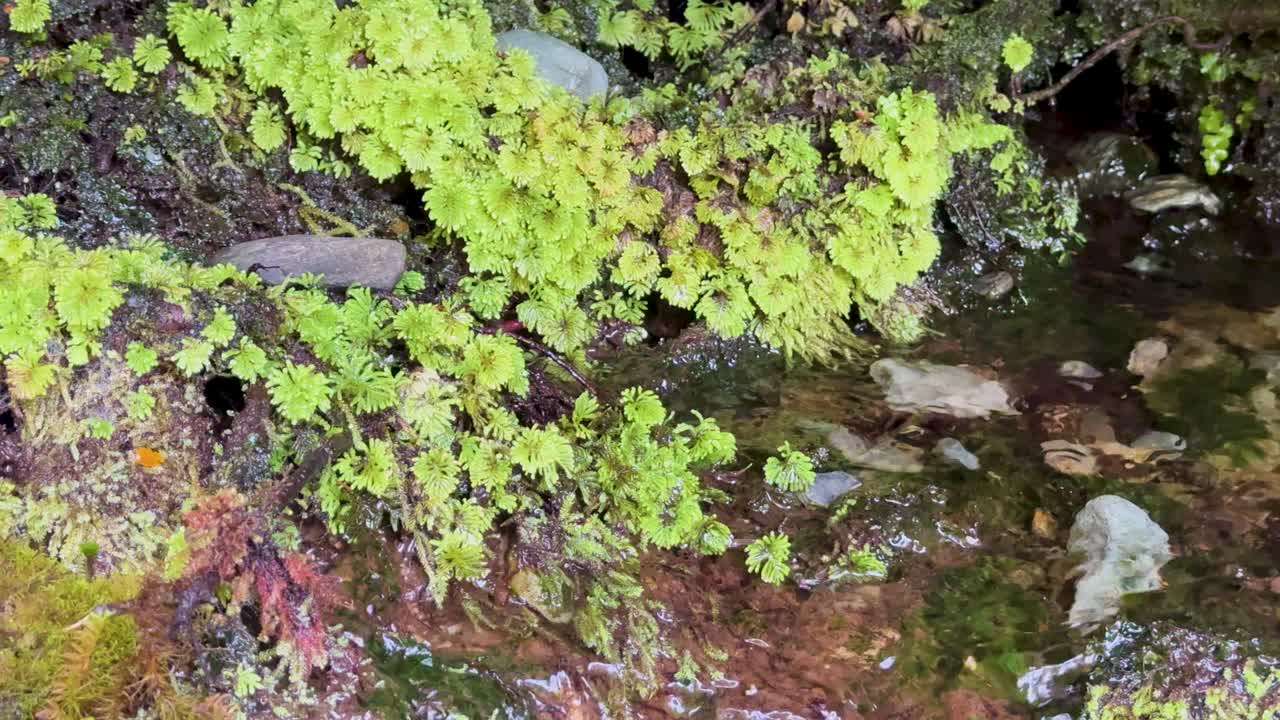 Shallow stream flows over rocks and moss in lush temperate forest, natural daylight, static shot