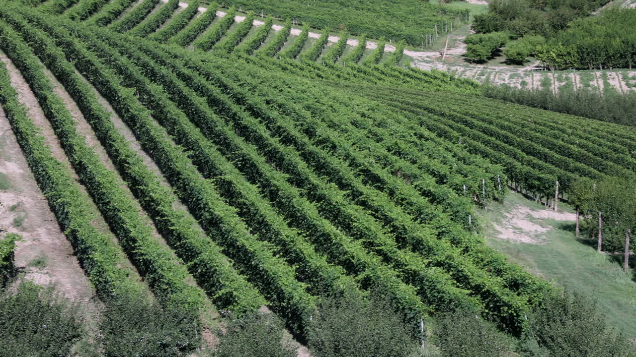 medium panning vineyards in Roero Piedmont Italy summer day