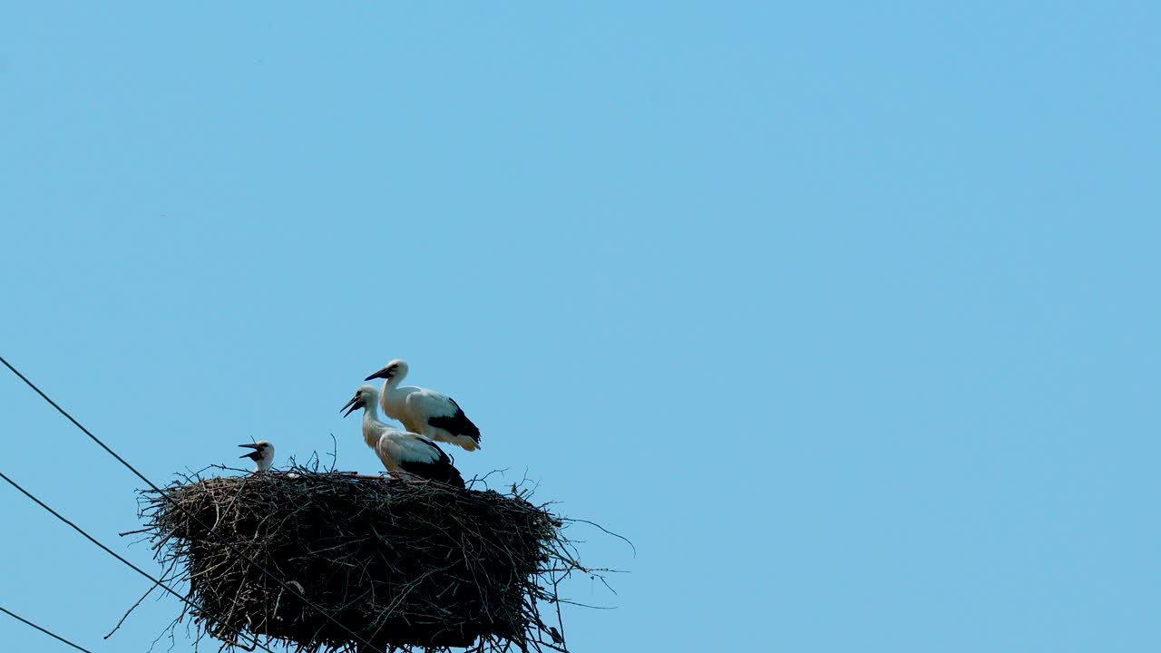 Two storks standing on a large nest made of twigs atop a pole, with one stork tending to a chick, set against a clear blue sky