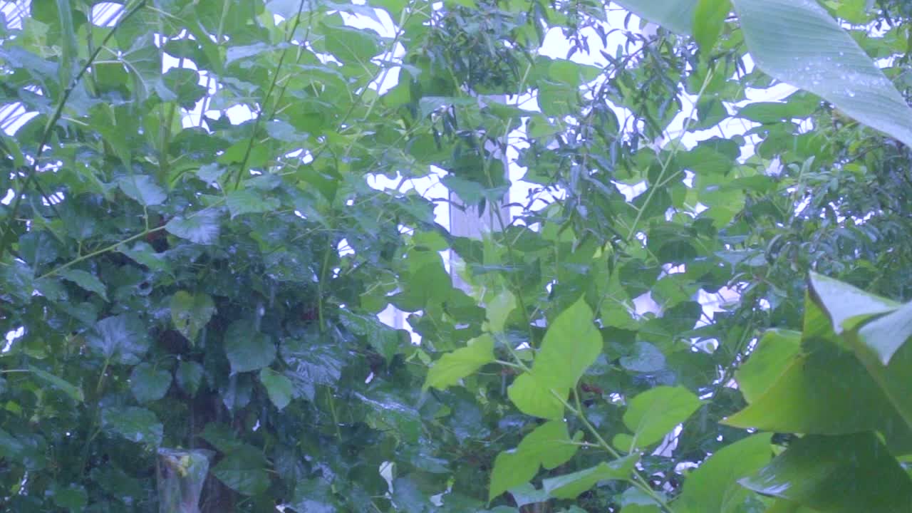 푸른 나무에 비가 내리고 있습니다.