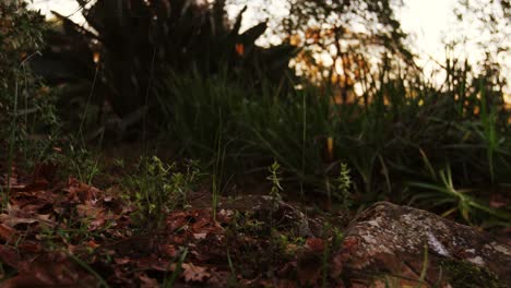 Forest-floor-with-plant-and-trees