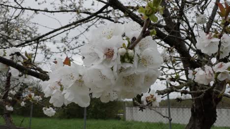 hermoso primer plano de las flores blancas del manzano en flor en galiza, españa