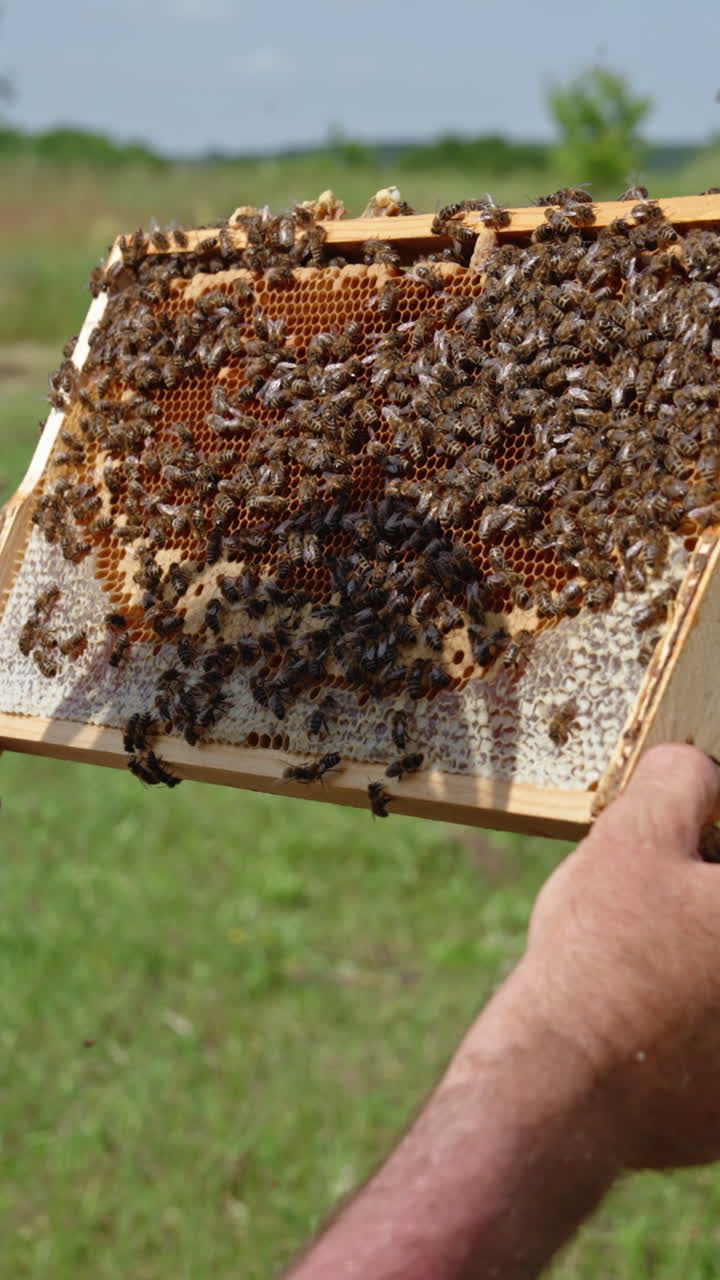 Male apiarist looking closely at honeycomb frame and bees on it. Man in protective hat checking the harvest. Nature backdrop. Vertical video