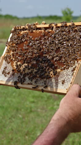 male apiarist looking closely at honeycomb frame and bees on it. man in protective hat checking the harvest. nature backdrop. vertical video