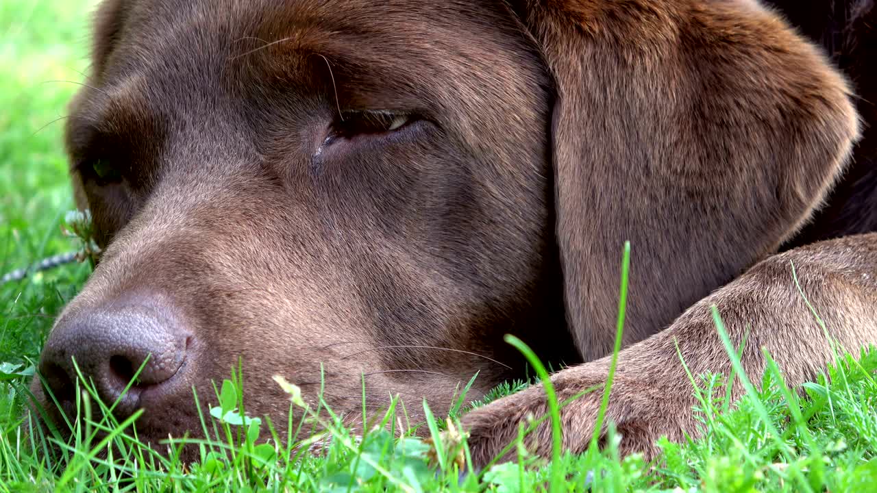 브라운 라브라도르 리트리버는 풀에서 피곤합니다.