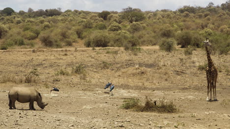 Rinocerontes-Y-Jirafas-Se-Encuentran-En-Un-Paisaje-Asolado-Por-La-Sequía-En-Kenia