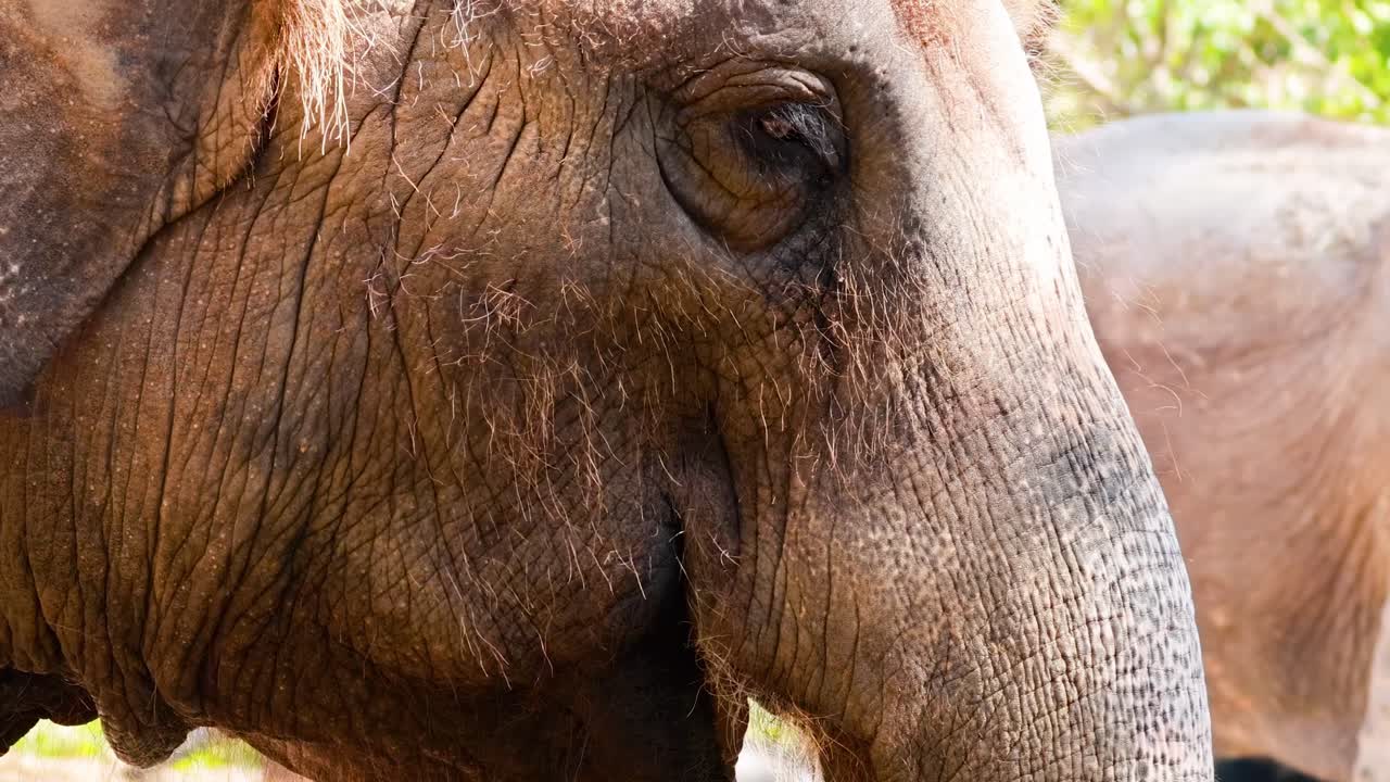Detailed view of an elephant's face, focusing on its eye and textured skin.