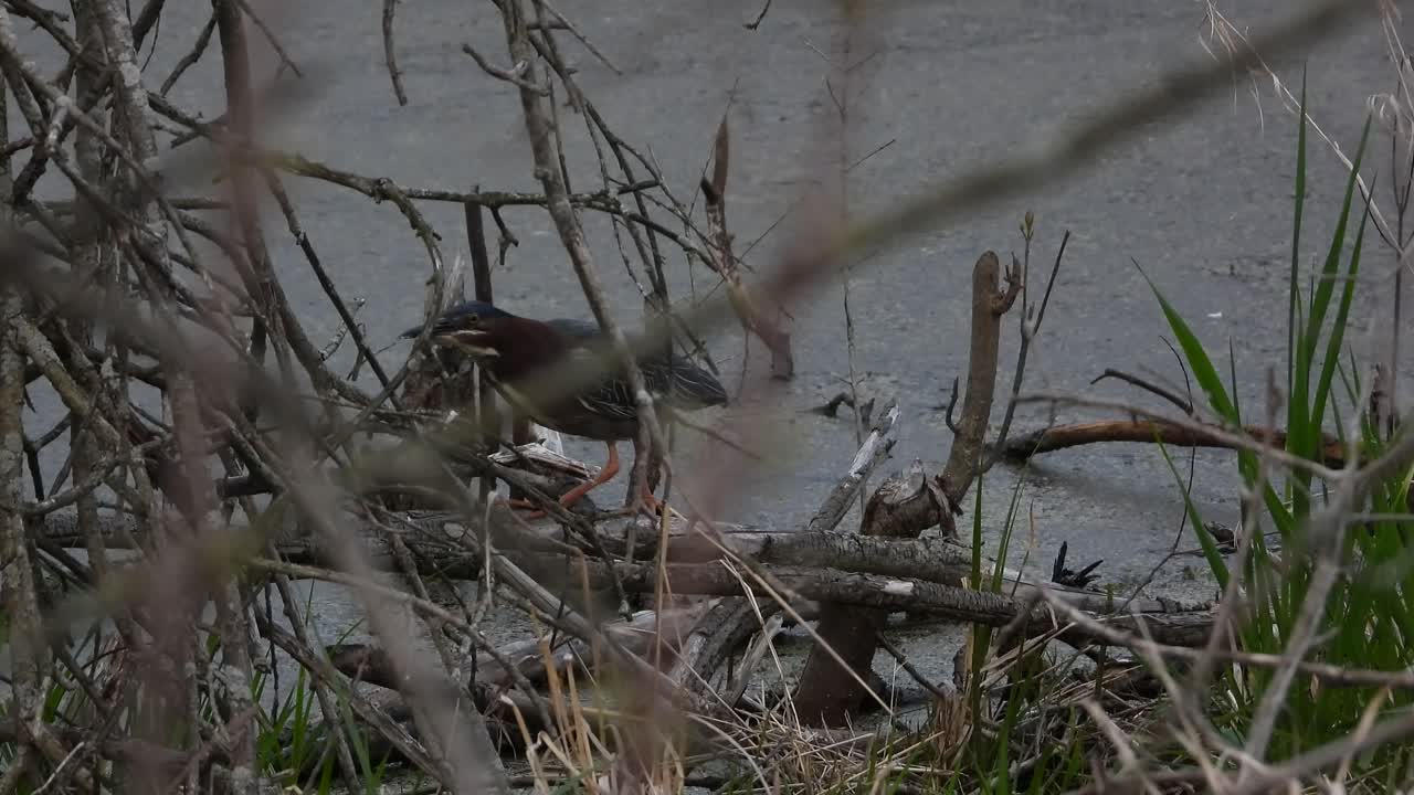 observación de aves una garza verde en busca de comida en el parque nacional point pelee