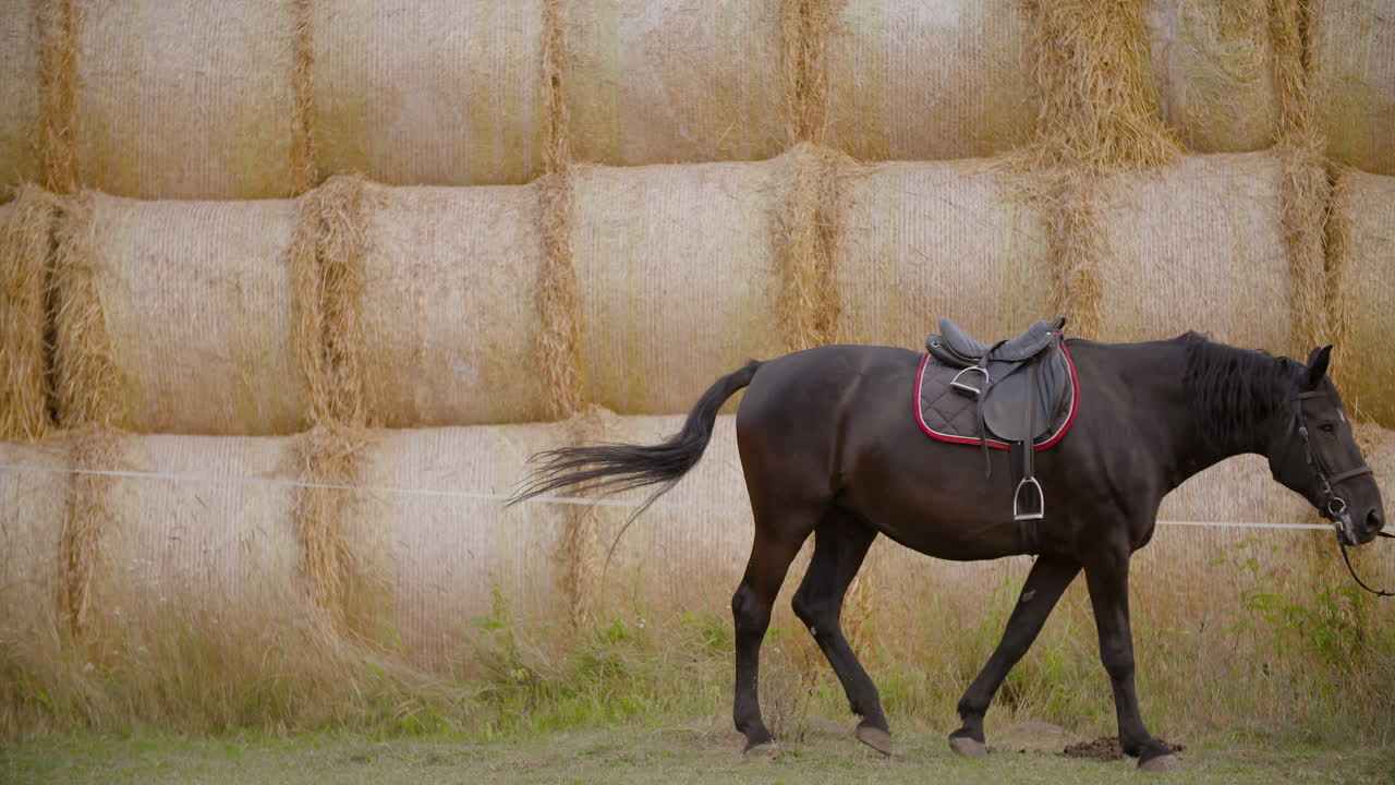 Woman Walking with Horse Near Hay Bales