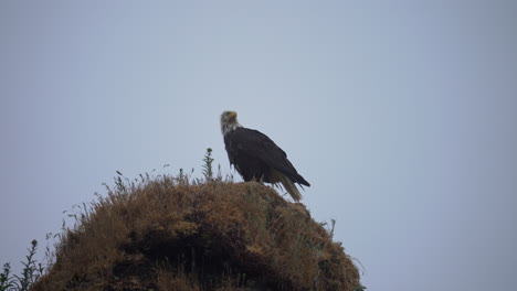 Bald-Eagle-on-rocky-outcrop-on-foggy-coastline-flys-away-from-nest