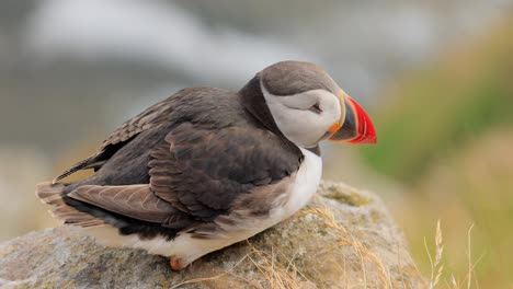 Atlantic-puffin-(Fratercula-arctica),-on-the-rock-on-the-island-of-Runde-(Norway).