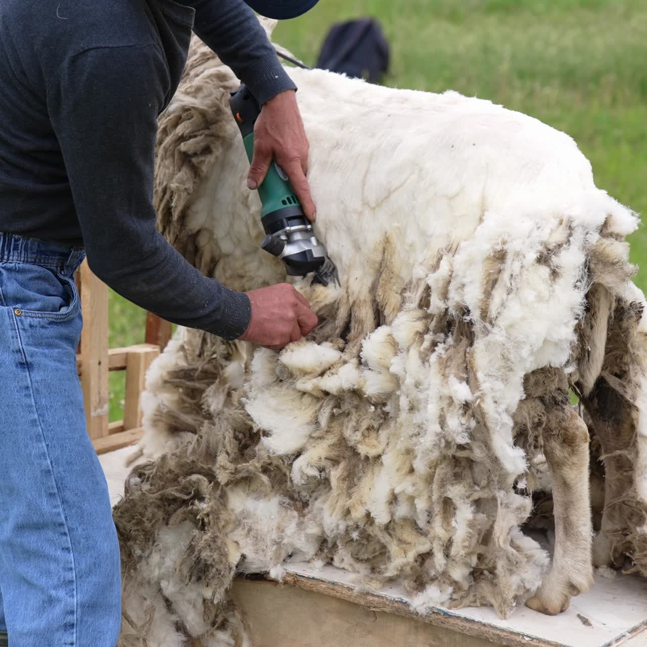 Tosatura della lana dalle pecore. Tosatura delle pecore con tosatrici elettriche.