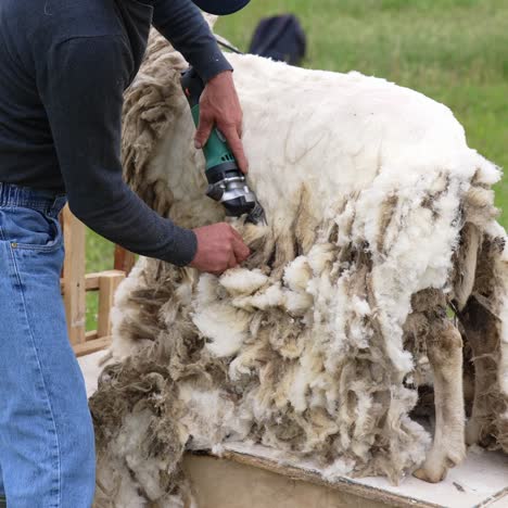 sheering wool off sheep. sheep shearing with electric clippers