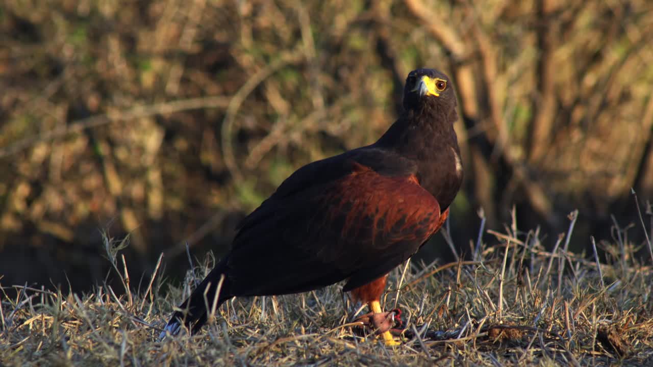 Mexican eagle stands on dry grassland with blurred forest in background. Static shot